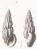 Image of Rissoina lamellosa f. mioschwartziana Sacco 1895