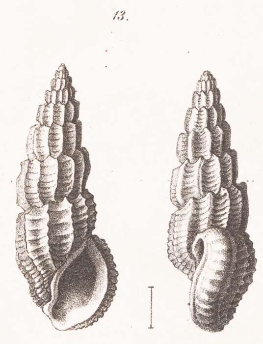 Image of Rissoina lamellosa f. mioschwartziana Sacco 1895