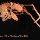 Image of Podocerus septemcarinatus Schellenberg 1926