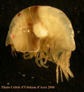 Image of Antarctodius Berge, Vader & Coleman 1999