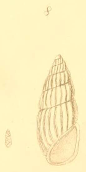 Image of Schwartziella bryerea (Montagu 1803)