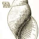 Image of Rissoina punctatissima Tate 1899