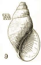 Image of Rissoina punctatissima Tate 1899