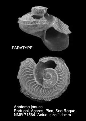 Image de Anatoma janusa Geiger 2012