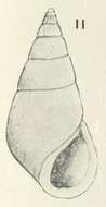 Image of Zebina cooperi W. R. B. Oliver 1915