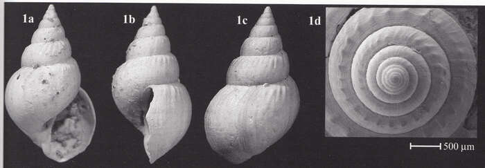 Plancia ëd Microstelma lapernai Landau, Marquet & Grigis 2004