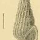 Image of Rissoina alfredi E. A. Smith 1904