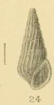 Image of Rissoina alfredi E. A. Smith 1904