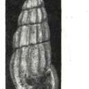 Image of Rissoina emilyae Laws 1948