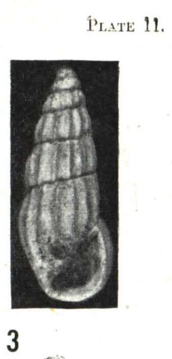 Image of Rissoina emilyae Laws 1948