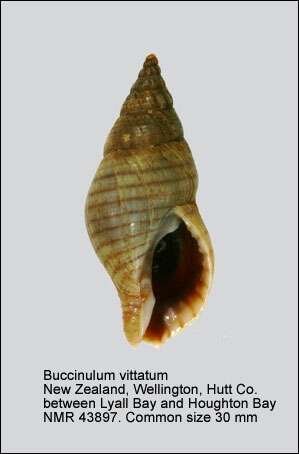 Sivun Buccinulum littorinoides (Reeve 1846) kuva