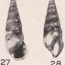 Plancia ëd Rissoina altenai Beets 1942