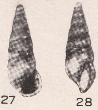 Plancia ëd Rissoina altenai Beets 1942