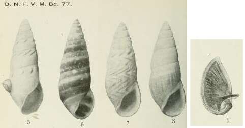 Image of Rissoina achatina Odhner 1924