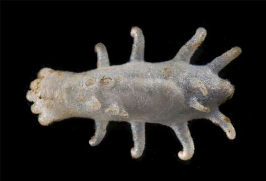 Image of cold-water sea cucumber