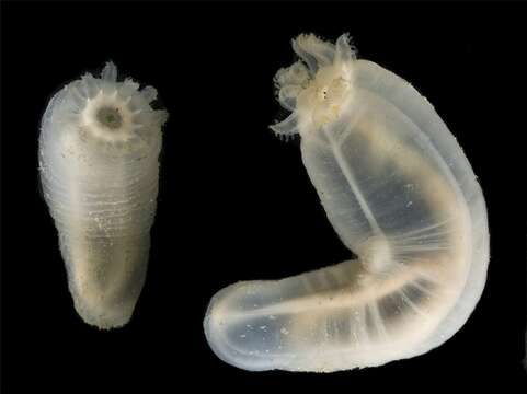 Image of Rink's footless sea cucumber