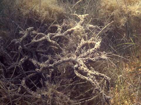 Image de Haliclona (Reniera) chlorilla Bispo, Correia & Hajdu 2016