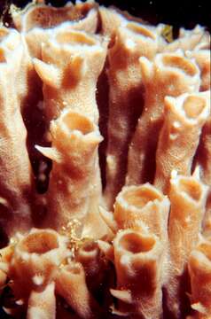 Image of Haliclona subgen. Soestella De Weerdt 2000