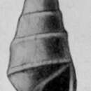Image de Rissoina clarksvillensis Mansfield 1930