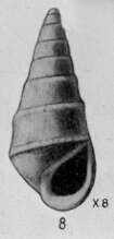 Image of Rissoina clarksvillensis Mansfield 1930