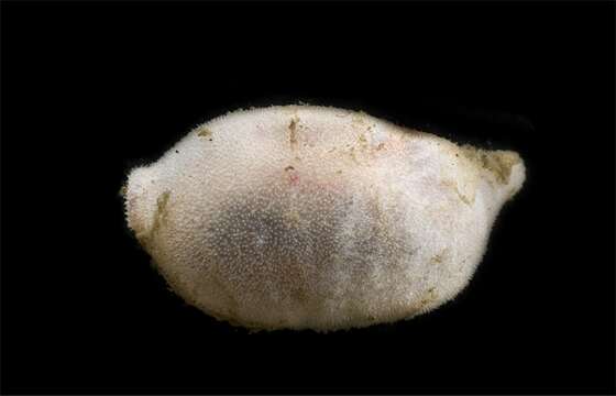 Image of rough fusiform sea cucumber