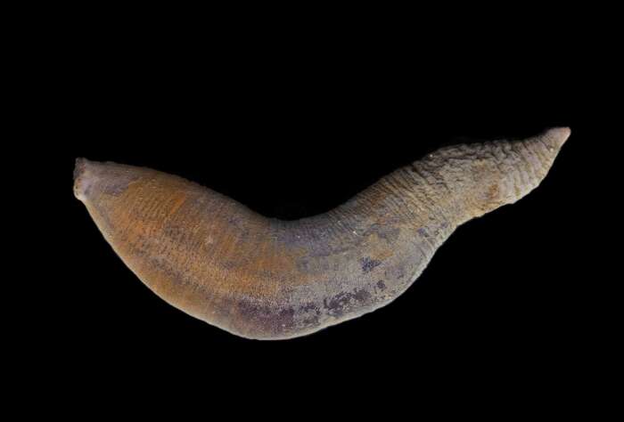 Image of northern fusiform sea cucumber