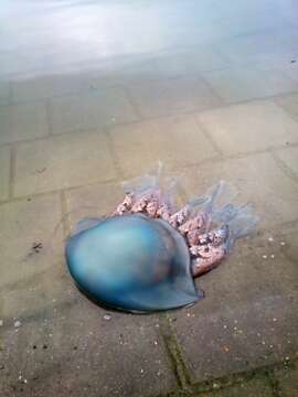 Image of barrel jellyfish