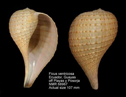 Image of Ficus ventricosa (G. B. Sowerby I 1825)