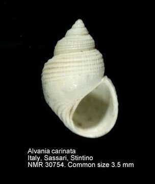 Image of Alvania carinata (da Costa 1778)