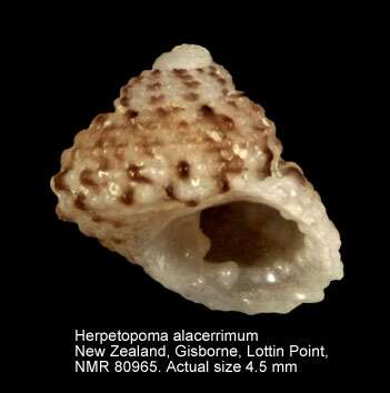 Image of Herpetopoma alacerrimum Dell 1956