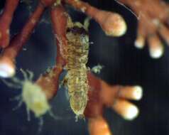 صورة Joeropsididae Nordenstam 1933