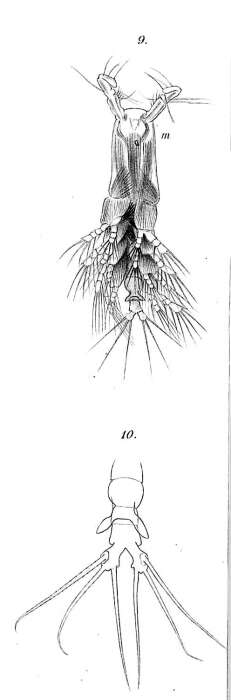 Image de Cymbasoma thompsonii (Giesbrecht 1893)