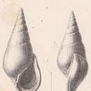 Image of Rissoina megastoma Schwartz von Mohrenstern 1860