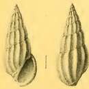 Image of Rissoina sismondiana Issel 1869