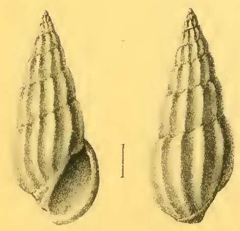 Image of Rissoina sismondiana Issel 1869