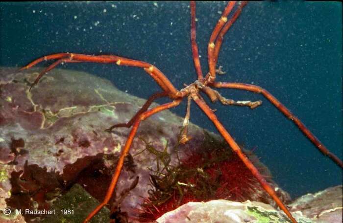 Image of sea spiders