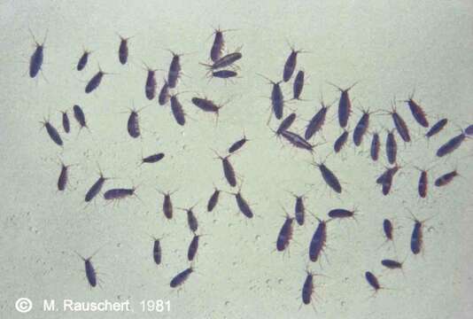 Image of Gondogeneia J. L. Barnard 1972