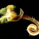 Image of Australian tubeworm