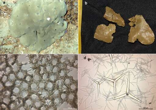 Image of Plakinastrella stinapa Van Soest, Meesters & Becking 2014