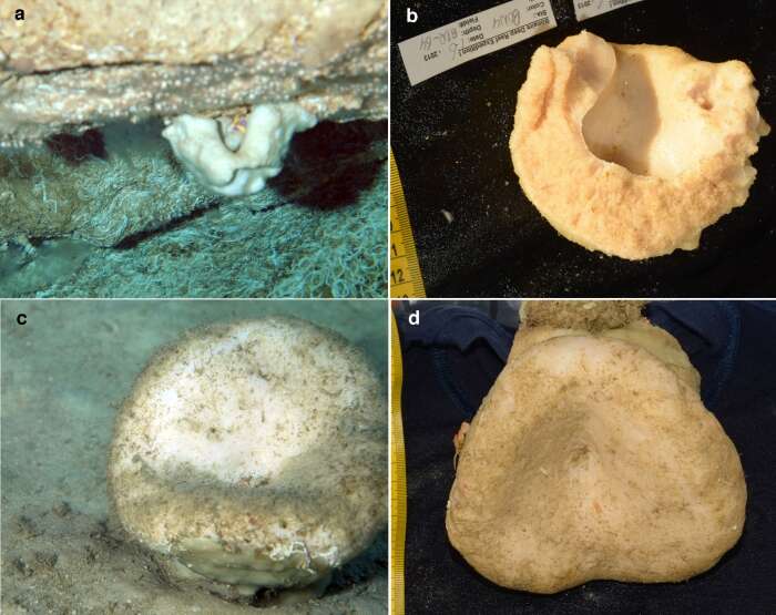 Image of Pachastrella pacoi Van Soest, Meesters & Becking 2014