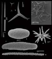 Image of Pachastrella pacoi Van Soest, Meesters & Becking 2014