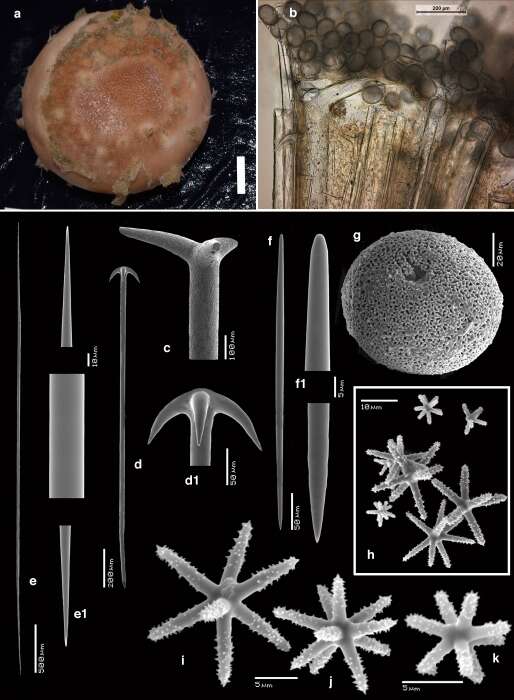 Image of Geodia curacaoensis Van Soest, Meesters & Becking 2014