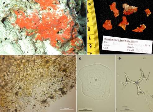 Image of Discodermia adhaerens Van Soest, Meesters & Becking 2014