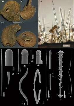 Image of Clathria (Microciona) acarnoides Van Soest, Meesters & Becking 2014