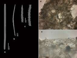 Image of Parahigginsia strongylifera Van Soest, Meesters & Becking 2014