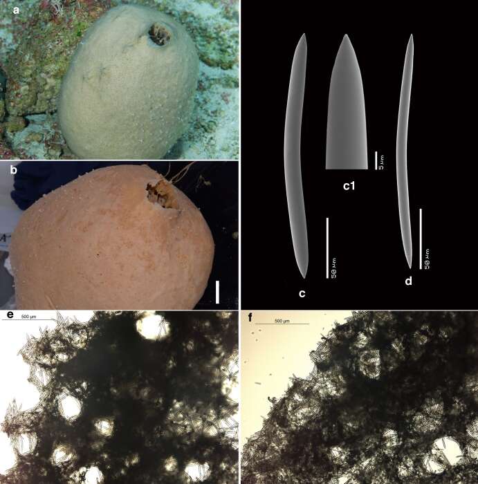 Image of Neopetrosia ovata Van Soest, Meesters & Becking 2014