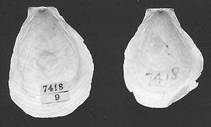 Image of Propeamussiidae Abbott 1954