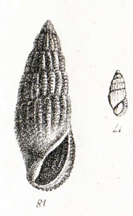 Image of Rissoina bruguieri (Payraudeau 1826)