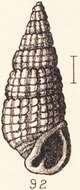 Image of Apataxia cerithiiformis (Tryon 1887)