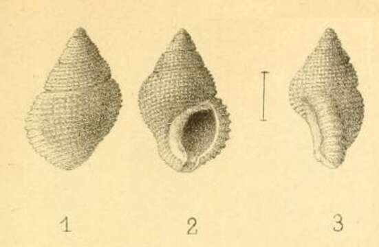 Image of Stosicia bourguignati (Issel 1869)